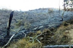 Penampakan kawasan Ciremai yang telah habis terbakar.